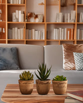 Alamkari India Fabric Artificial Potted Succulents (Set of 3)